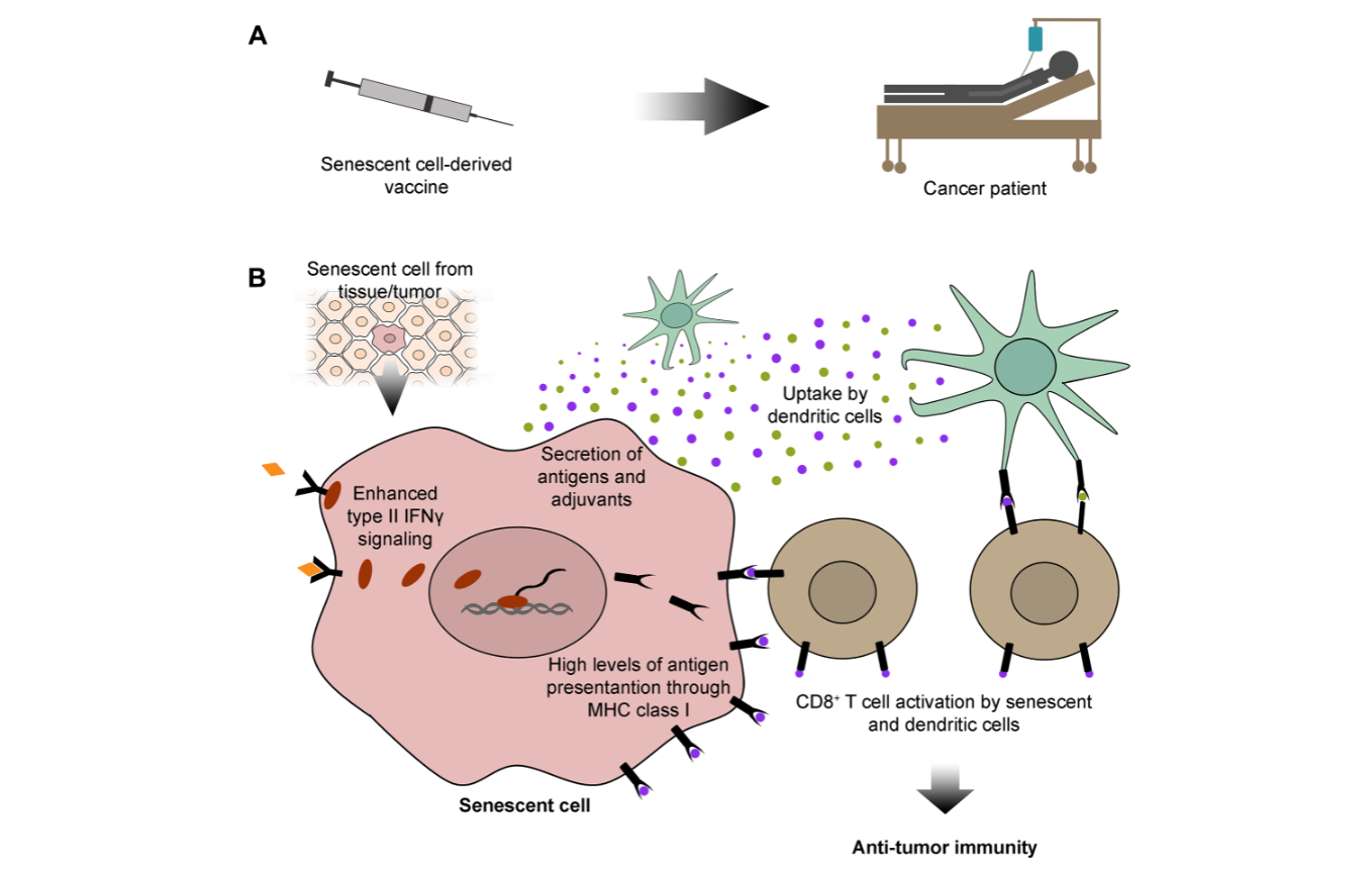 Figure 1. Senescent cell-derived vaccines: sources of specific antigens for cancer immunotherapy.