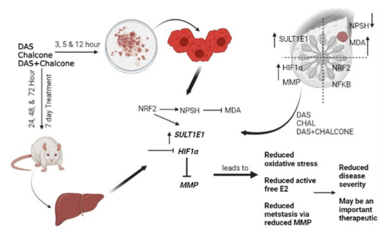 Dialyl-Sulfide and Trans-Chalcone Prevent Breast Cancer by Targeting SULT1E1 and HIF1a-MMPs