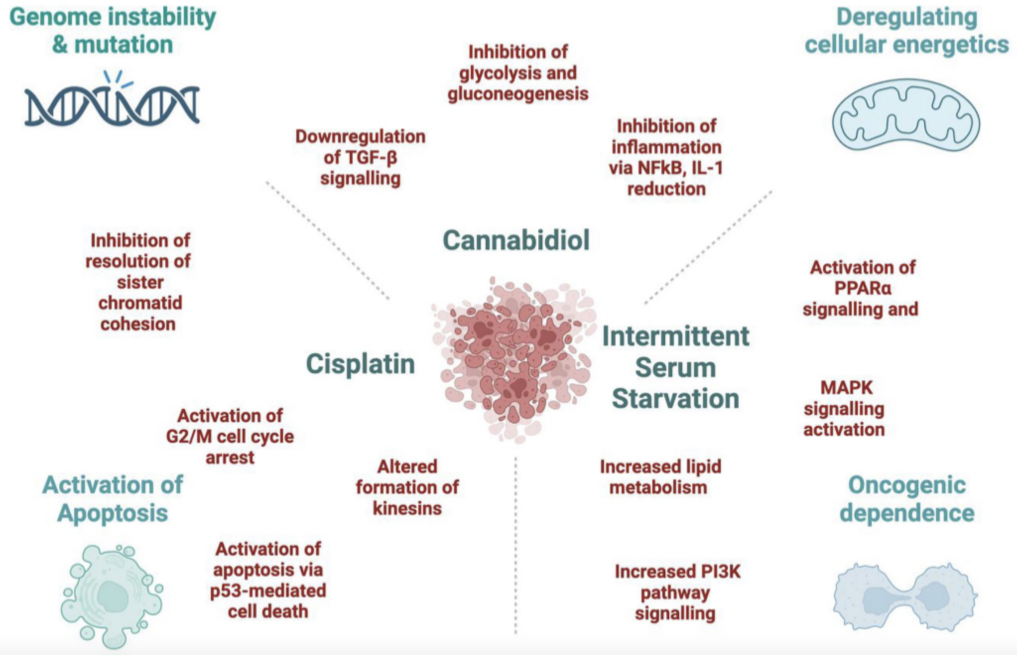 Targeting Carbohydrate Metabolism in Colorectal Cancer: Synergy of Therapies