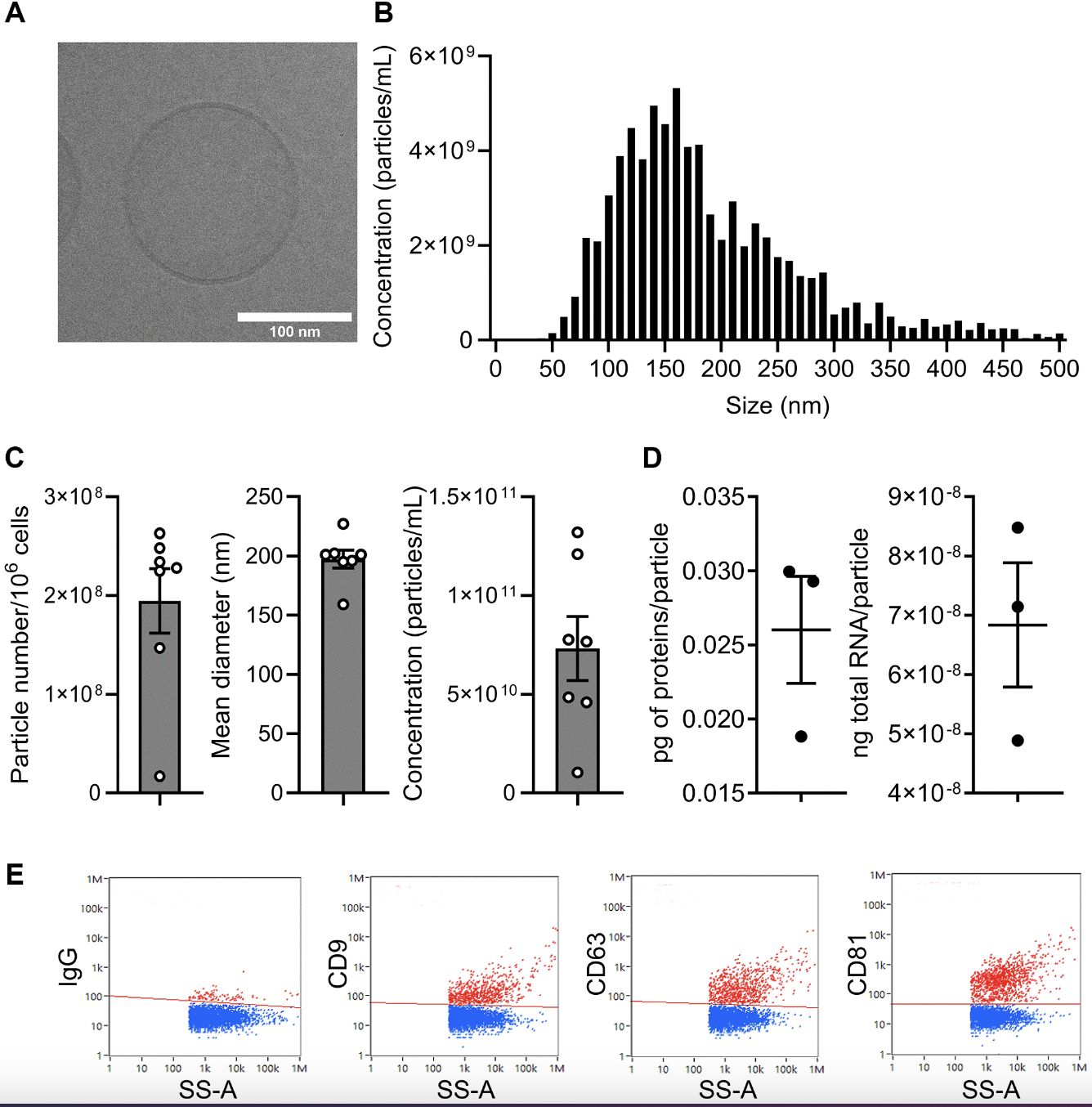 Mesenchymal Cell Vesicles Target Chondrocyte Aging in Osteoarthritis