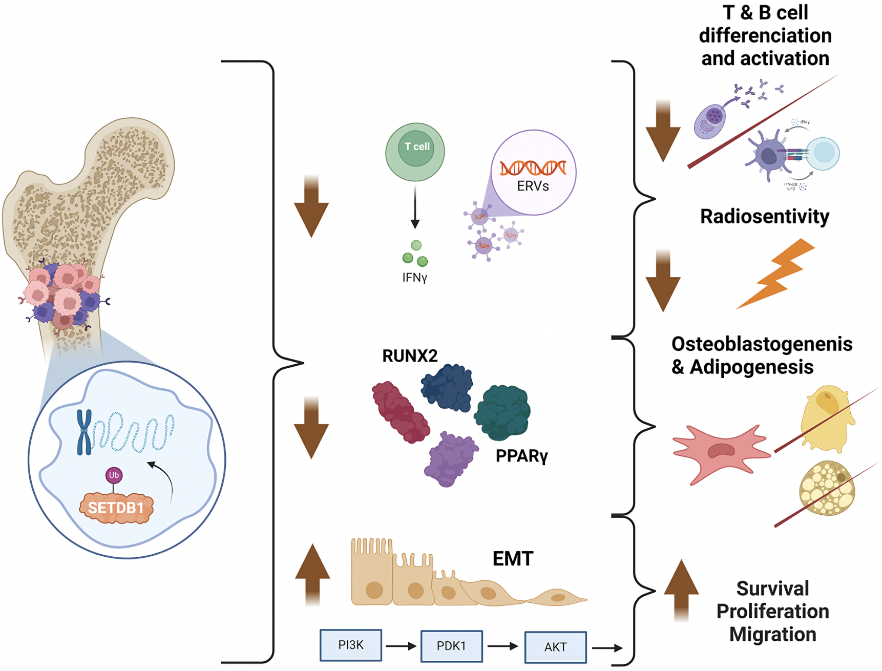 SETDB1 Amplification Identified as a Potential Target for New Osteosarcoma Treatment